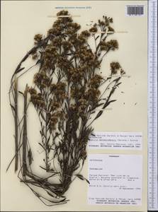Wedelia montevidensis (Spreng.) B.L. Turner, America (AMER) (Paraguay)