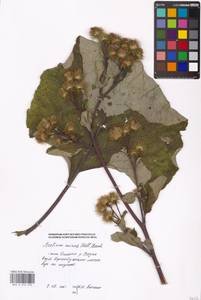 Arctium minus (Hill) Bernh., Eastern Europe, Moscow region (E4a) (Russia)