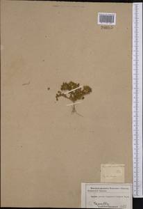 Trigonella coerulescens (M.Bieb.) Halácsy, Caucasus, Azerbaijan (K6) (Azerbaijan)