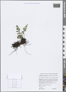 Asplenium adiantum-nigrum subsp. woronowii (Christ) Fraser-Jenk., Siberia, Baikal & Transbaikal region (S4) (Russia)