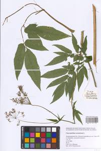 Chaerophyllum aromaticum L., Eastern Europe, North-Western region (E2) (Russia)