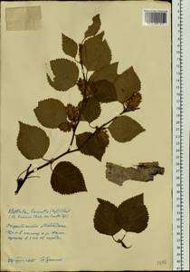 Betula ermanii var. lanata Regel, Siberia, Chukotka & Kamchatka (S7) (Russia)