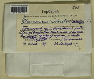 Pleurozium schreberi (Willd. ex Brid.) Mitt., Bryophytes, Bryophytes - Russian Far East (excl. Chukotka & Kamchatka) (B20) (Russia)