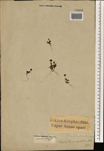 Phyllopodium heterophyllum (L. fil.) Benth., Africa (AFR) (South Africa)