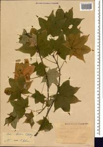 Acer cappadocicum subsp. cappadocicum, Caucasus, Azerbaijan (K6) (Azerbaijan)