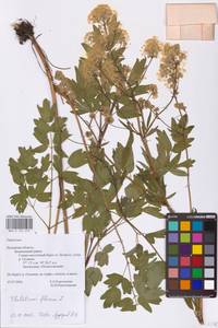 Thalictrum flavum L., Eastern Europe, North-Western region (E2) (Russia)