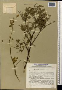 Hippocrepis emerus subsp. emeroides (Boiss. & Spruner)Lassen, Caucasus, Black Sea Shore (from Novorossiysk to Adler) (K3) (Russia)