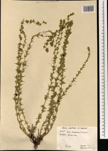 Bassia prostrata (L.) Beck, Mongolia (MONG) (Mongolia)