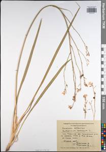 Anthericum ramosum L., Eastern Europe, Central region (E4) (Russia)