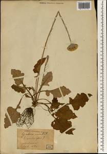 Leibnitzia anandria (L.) Nakai, South Asia, South Asia (Asia outside ex-Soviet states and Mongolia) (ASIA) (Japan)
