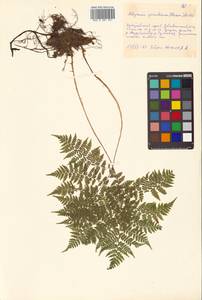 Athyrium spinulosum (Maxim.) Milde, Siberia, Russian Far East (S6) (Russia)