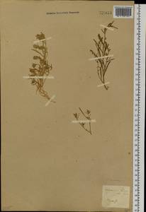 Corispermum crassifolium Turcz., Siberia, Baikal & Transbaikal region (S4) (Russia)