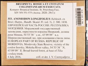 Anomodontella longifolia (Schleich. ex Brid.) Ignatov & Fedosov, Bryophytes, Bryophytes - Middle Volga (B9) (Russia)