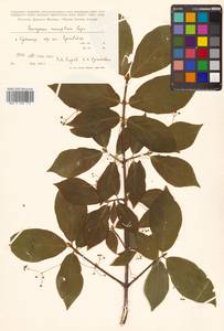 Euonymus macropterus Rupr., Siberia, Russian Far East (S6) (Russia)