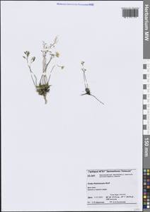 Draba fladnizensis Wulfen, Siberia, Central Siberia (S3) (Russia)