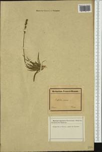 Tofieldia pusilla (Michx.) Pers., Western Europe (EUR) (France)