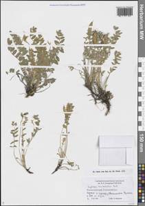 Oxytropis kamtschatica Hultén, Siberia, Chukotka & Kamchatka (S7) (Russia)