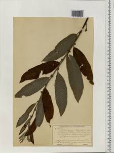 Salix caprea × daphnoides, Eastern Europe, Moscow region (E4a) (Russia)