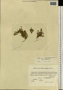 Thymus indigirkensis Karav., Siberia, Yakutia (S5) (Russia)