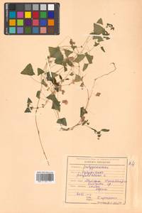 Persicaria perfoliata (L.) H. Gross, Siberia, Russian Far East (S6) (Russia)