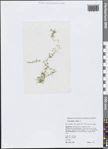 Utricularia minor L., Siberia, Baikal & Transbaikal region (S4) (Russia)