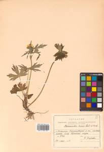 Ranunculus japonicus Thunb., Siberia, Russian Far East (S6) (Russia)