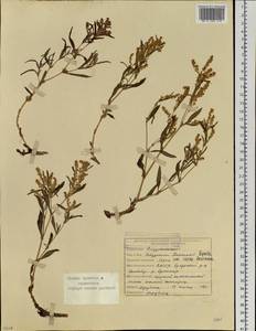 Koenigia ocreata (L.) T. M. Schust. & Reveal, Siberia, Yakutia (S5) (Russia)