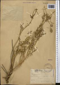 Lomelosia isetensis (L.) Soják, Middle Asia, Northern & Central Kazakhstan (M10) (Kazakhstan)