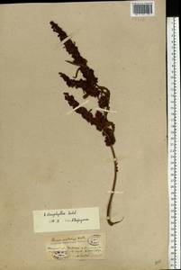 Rumex stenophyllus Ledeb., Eastern Europe, South Ukrainian region (E12) (Ukraine)