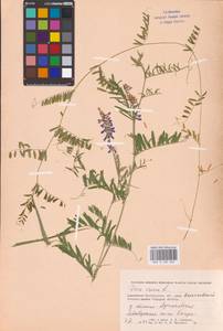 Vicia cracca L., Eastern Europe, Lower Volga region (E9) (Russia)