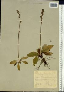 Micranthes hieraciifolia (Waldst. & Kit.) Haw., Siberia, Chukotka & Kamchatka (S7) (Russia)