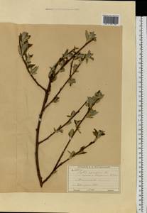 Salix caprea × lapponum, Eastern Europe, Moscow region (E4a) (Russia)