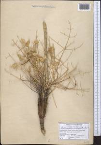 Autumnalia inopinata Pimenov, Middle Asia, Pamir & Pamiro-Alai (M2) (Uzbekistan)