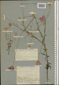 Xeranthemum squarrosum Boiss., Caucasus, Armenia (K5) (Armenia)