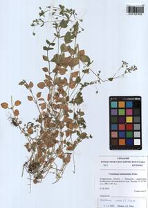 Stellaria media (L.) Vill., Siberia, Altai & Sayany Mountains (S2) (Russia)