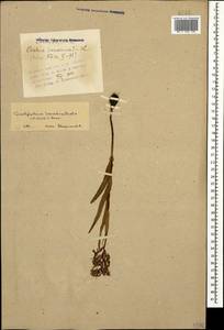 Dactylorhiza urvilleana (Steud.) H.Baumann & Künkele, Caucasus, Azerbaijan (K6) (Azerbaijan)