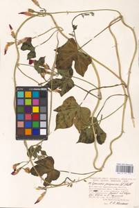 Ipomoea purpurea (L.) Roth, Eastern Europe, Lower Volga region (E9) (Russia)