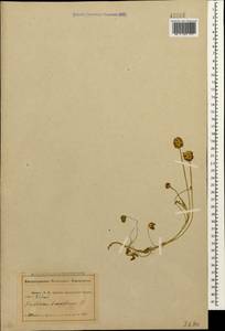 Trifolium fragiferum L., Caucasus, Abkhazia (K4a) (Abkhazia)