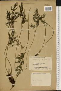 Thysselinum palustre (L.) Hoffm., Eastern Europe, Central forest region (E5) (Russia)