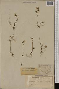 Ranunculus nivalis L., Western Europe (EUR) (Sweden)