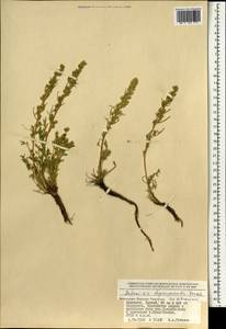 Artemisia pycnorrhiza Ledeb., Mongolia (MONG) (Mongolia)