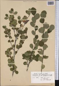 Betula pumila L., Botanic gardens and arboreta (GARD) (Russia)