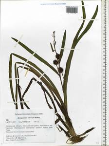 Sparganium erectum L., Eastern Europe, Central forest region (E5) (Russia)