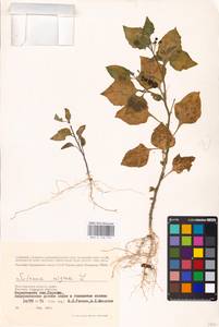 MHA 0 158 751, Solanum nigrum L., Eastern Europe, Lower Volga region (E9) (Russia)