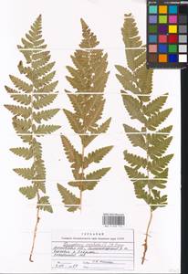 Dryopteris cristata (L.) A. Gray, Eastern Europe, Moscow region (E4a) (Russia)