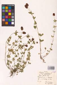 Trifolium spadiceum L., Eastern Europe, Northern region (E1) (Russia)