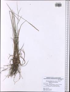 Elymus lolioides (P.Candargy) Melderis, Eastern Europe, Central region (E4) (Russia)