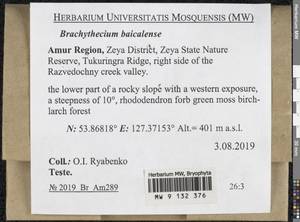 Brachythecium baicalense Ignatov, Bryophytes, Bryophytes - Russian Far East (excl. Chukotka & Kamchatka) (B20) (Russia)