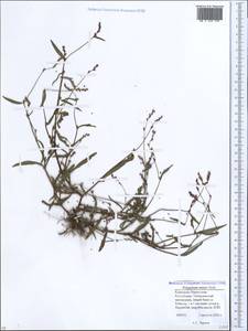 Persicaria minor (Huds.) Opiz, Caucasus, Stavropol Krai, Karachay-Cherkessia & Kabardino-Balkaria (K1b) (Russia)