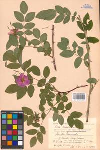 Rosa majalis Herrm., Eastern Europe, Moscow region (E4a) (Russia)